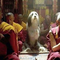 蓮花的眼淚

我曾經聽過一個關於西藏喇嘛