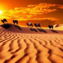 駱駝媽媽
有一個美國旅行者在非洲撒哈拉沙